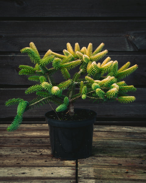 Abies pinsapo ‘Aurea’ For Sale – Lime Cross Nursery