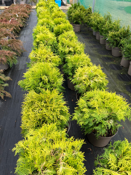 Thuja occidentalis 'Danica Aurea' For Sale – Lime Cross Nursery