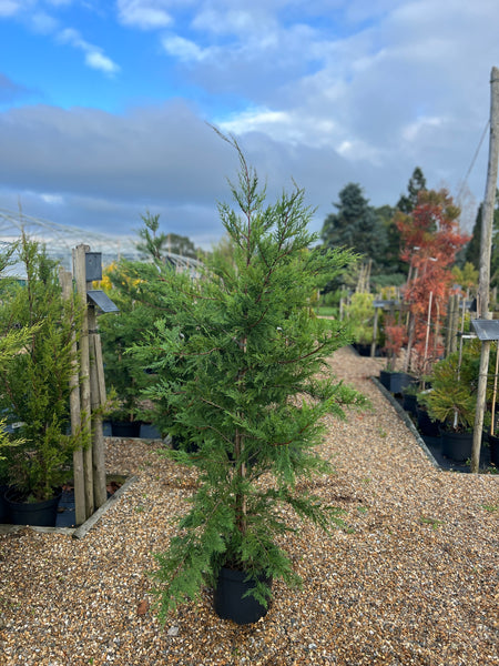 Cupressus 'Leylandii' For Sale – Lime Cross Nursery