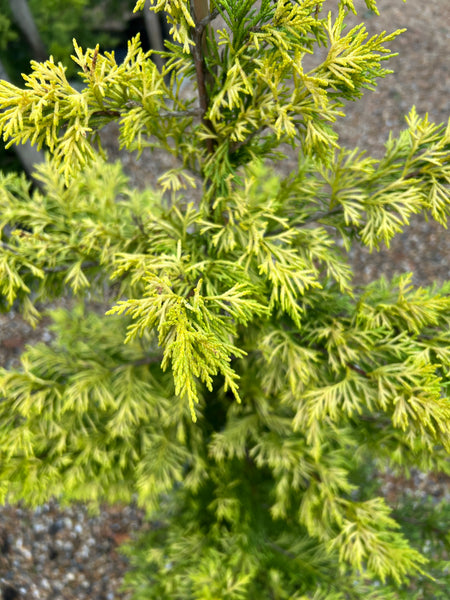 Cupressus 'Gold Ryder' For Sale – Lime Cross Nursery