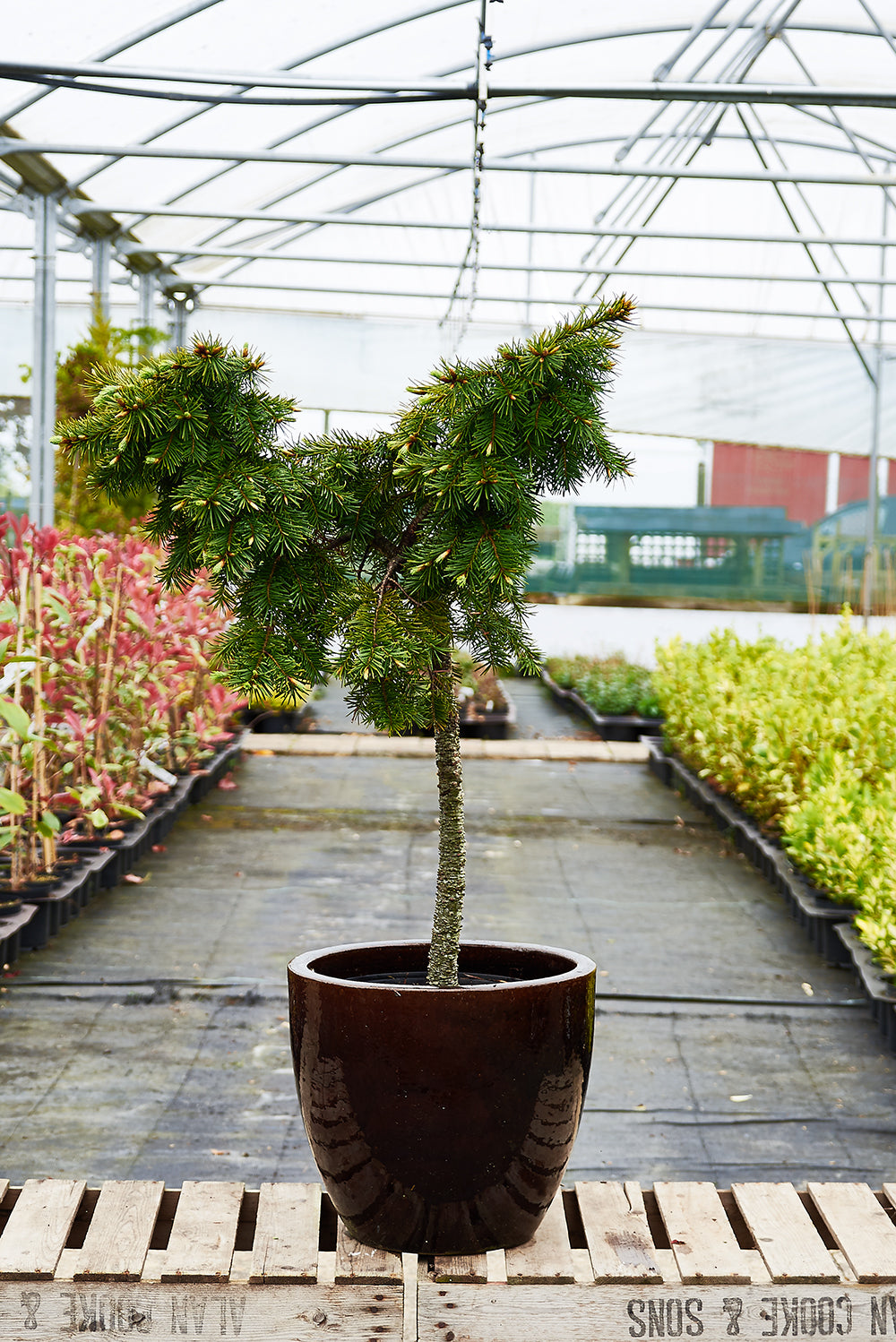 Pseudotsuga menziesii ‘Fletcheri'