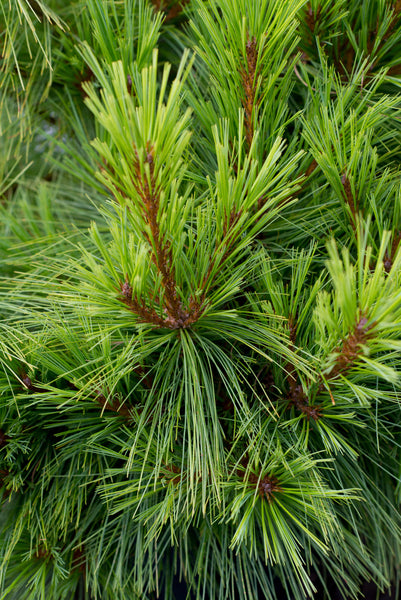 Pinus wallichiana 'Vicky' For Sale – Lime Cross Nursery